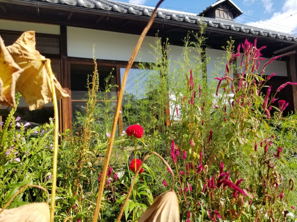 庭が秋模様になりつつあります 長岡京市立 神足ふれあい町家